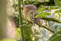 Scaly-throated Foliage-gleaner Anabacerthia variegaticeps temporalis