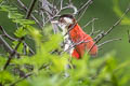 Scarlet-backed Woodpecker Veniliornis callonotus major