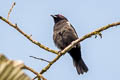 scarlet-browed-tanager Heterospingus xanthopygius berliozi 