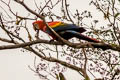 Scarlet Macaw Ara macao macao