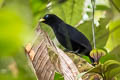 Scarlet-rumped Cacique Cacicus microrhynchus pacificus