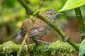 Sharp-tailed Streamcreeper Lochmias nematura sororius 