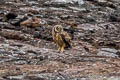 Short-eared Owl Asio flammeus galapagoensis 