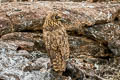 Short-eared Owl Asio flammeus galapagoensis 