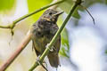 Slaty Antwren Myrmotherula schisticolor schisticolor