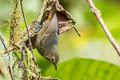 Slaty Antwren Myrmotherula schisticolor schisticolor