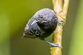 Slaty Antwren Myrmotherula schisticolor schisticolor