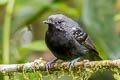 Slaty Antwren Myrmotherula schisticolor schisticolor