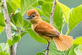 Slaty Becard Pachyramphus spodiurus