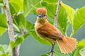 Slaty Becard Pachyramphus spodiurus