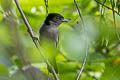 Slaty Becard Pachyramphus spodiurus