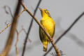 Slaty-capped Shrike-Vireo Vireolanius leucotis mikettae 