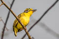 Slaty-capped Shrike-Vireo Vireolanius leucotis mikettae 