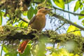 Slaty-winged Foliage-gleaner Philydor fuscipenne erythronotum