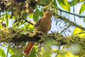 Slaty-winged Foliage-gleaner Philydor fuscipenne erythronotum