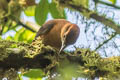 Slaty-winged Foliage-gleaner Philydor fuscipenne erythronotum