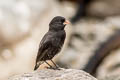 Small Ground Finch Geospiza fuliginosa