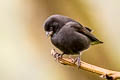 Small Ground Finch Geospiza fuliginosa