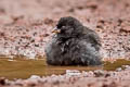 Small Ground Finch Geospiza fuliginosa