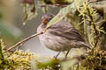 Small Tree Finch Camarhynchus parvulus parvulus