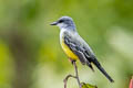 Snowy-throated Kingbird Tyrannus niveigularis