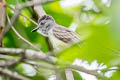 Sooty-crowned Flycatcher Myiarchus phaeocephalus phaeocephalus