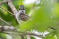 Sooty-crowned Flycatcher Myiarchus phaeocephalus phaeocephalus