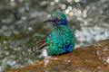 Sparkling Violetear Colibri coruscans coruscans