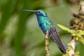 Sparkling Violetear Colibri coruscans coruscans