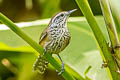 Speckle-breasted Wren Pheugopedius sclateri paucimaculatus