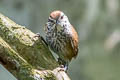 Speckle-breasted Wren Pheugopedius sclateri paucimaculatus