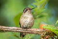 Speckled Hummingbird Adelomyia melanogenys maculata