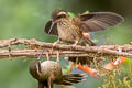 Speckled Hummingbird Adelomyia melanogenys maculata