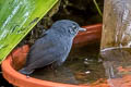 Spillmann's Tapaculo Scytalopus spillmanni