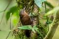 Spotted Barbtail Premnoplex brunnescens brunnescens