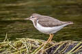 Spotted Sandpiper Actitis macularius