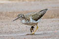 Spotted Sandpiper Actitis macularius