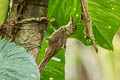 Spotted Woodcreeper Xiphorhynchus erythropygius aequatorialis 