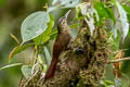 Spotted Woodcreeper Xiphorhynchus erythropygius aequatorialis 