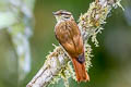 Streaked Xenops Xenops rutilans guayae