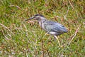 Striated Heron Butorides striata striata