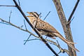 Striped Cuckoo Tapera naevia