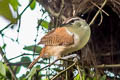 Superciliated Wren Cantorchilus superciliaris superciliaris