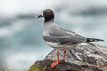 Swallow-tailed Gull Creagrus furcatus