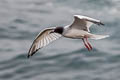 Swallow-tailed Gull Creagrus furcatus