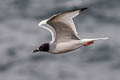 Swallow-tailed Gull Creagrus furcatus