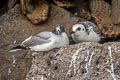 Swallow-tailed Gull Creagrus furcatus