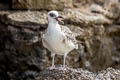 Swallow-tailed Gull Creagrus furcatus