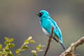 Swallow Tanager Tersina viridis occidentalis