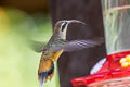 Tawny-bellied Hermit Phaethornis syrmatophorus columbianus 